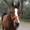 irishhorse